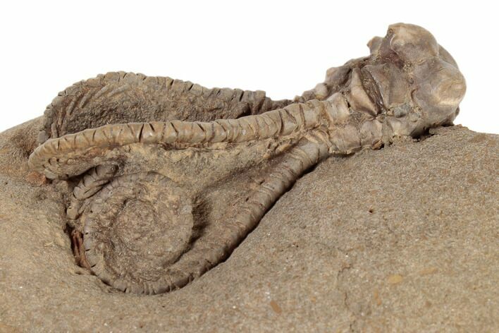 Fossil Crinoid (Jimbacrinus) - Gascoyne Junction, Australia #188627